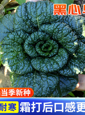 耐寒黑心乌种子 乌塌菜菜种籽 乌塔菜秋冬蔬菜种孑四季播菜种盆栽