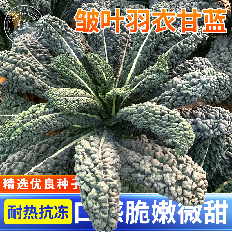 皱叶羽衣甘蓝种子叶用黑甘蓝种籽阳台盆栽高产耐寒蔬菜苗孑秧苗