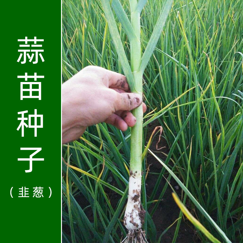 兴达蒜苗种子韭葱种籽青蒜洋蒜苗菜籽种春秋季四季阳台盆栽蔬菜孑