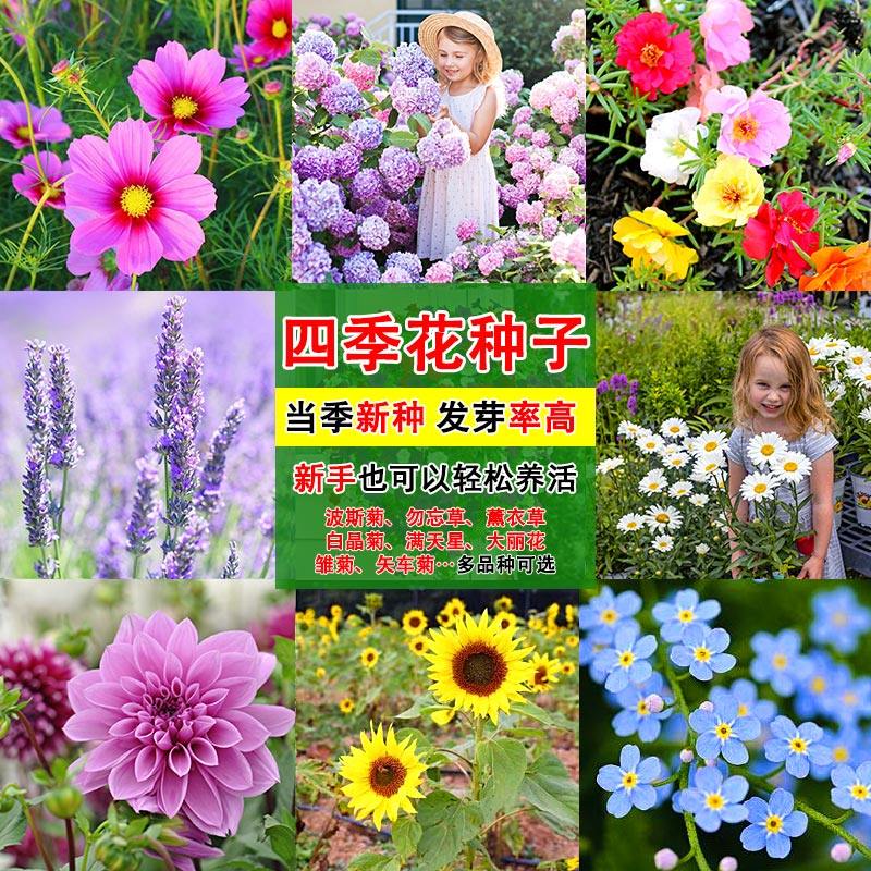 花种子大全四季易种花卉雏菊太阳花满天星凤仙花室内外盆栽种籽子