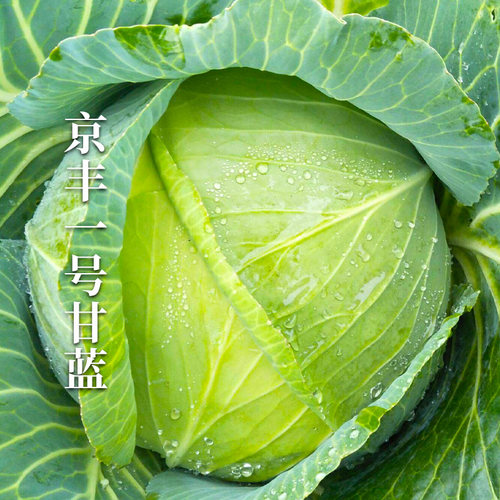 包心菜包心菜春季甘蓝种子籽春季