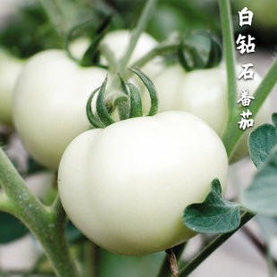 四季 特色蔬菜种孑 秋季 白钻石白果番茄种子大果白色西红柿种籽春季