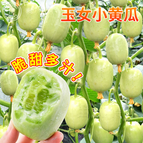 金童玉女水果黄瓜种子种籽迷你甜脆果小拇指盆栽种苗蔬菜苗孑秧苗 - 封面