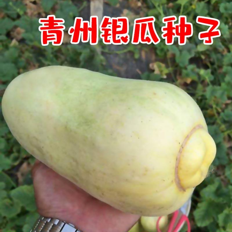 青州银瓜禾银瓜甜瓜瓜种子薄皮脆甜瓜种子种籽蔬菜孑高产香瓜四季
