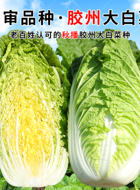 山东大白菜种子种籽孑小义和秋夏阳黄心白莱籽种早熟越冬大全新