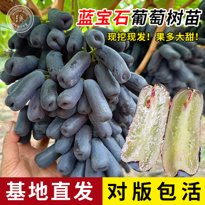 蓝宝石葡萄果树苗阳光玫瑰巨峰妮娜夏黑树苖南方北方种植玫瑰香苗