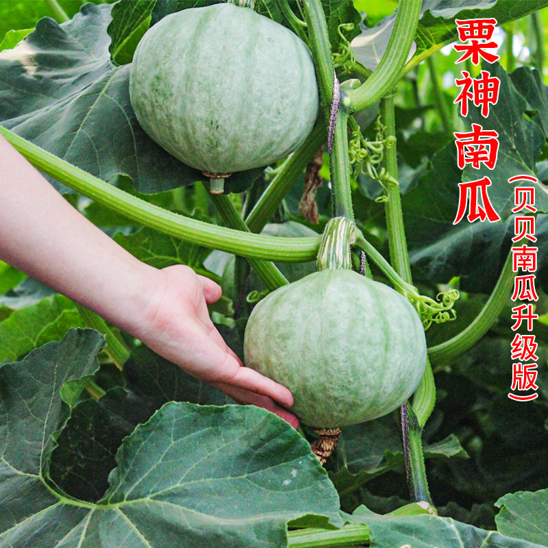 日本松岛 银/白栗神 强粉板栗味南瓜种子/籽 超甜贝贝南瓜蔬菜孑