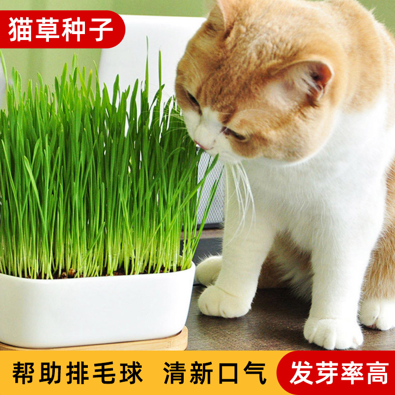 化毛无土栽培猫零食薄荷草种籽