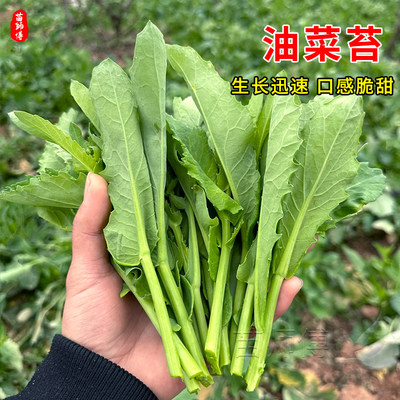 孑蔬菜蔬菜冬季种籽孑油菜苔冬季