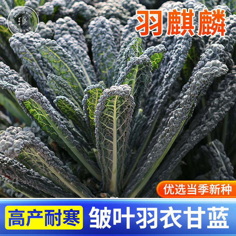 羽麒麟鲜食皱叶羽衣甘蓝种子叶用黑甘蓝种籽高产耐寒蔬菜苗孑秧苗
