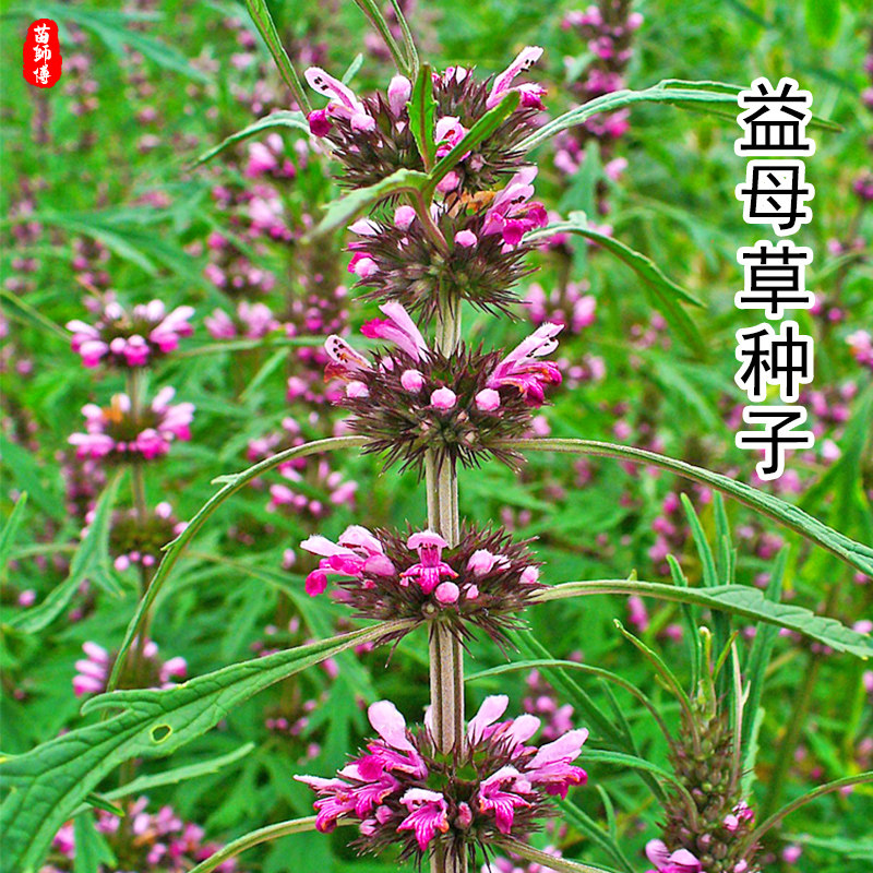 正品益母草种子菜食用中药材草籽苗阳台四季庭院盆栽蔬菜种孑