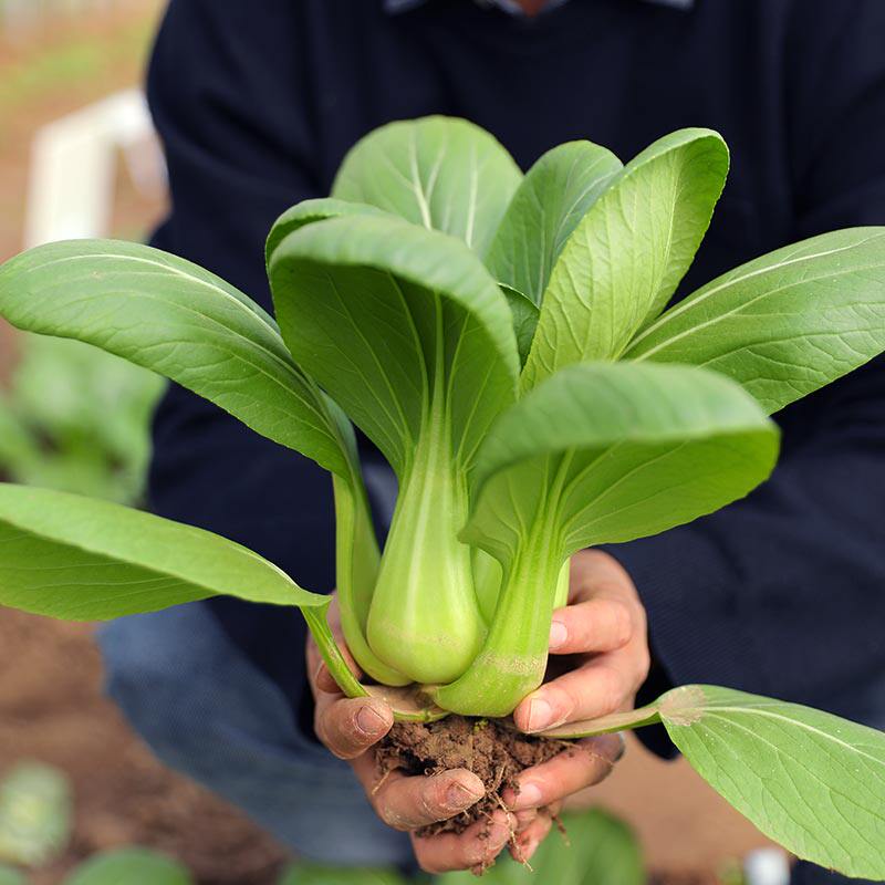 夏季耐热青梗菜种子蔬菜种籽孑小油菜南方适合夏天种的青菜上海青