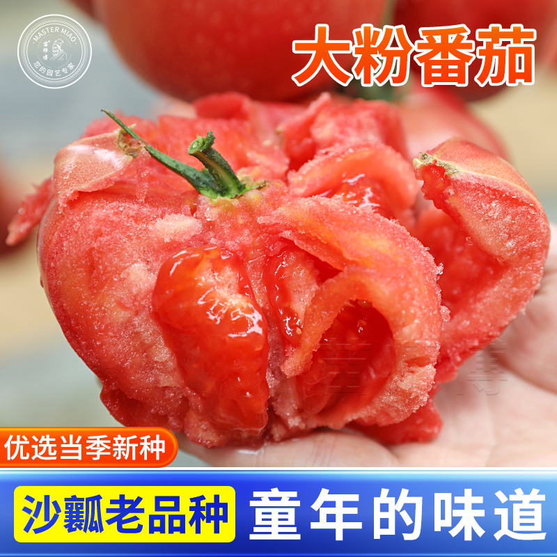 老品种番茄种子种籽大粉果西红柿苗春季秋季盆栽蔬菜苗幼苗孑秧苗