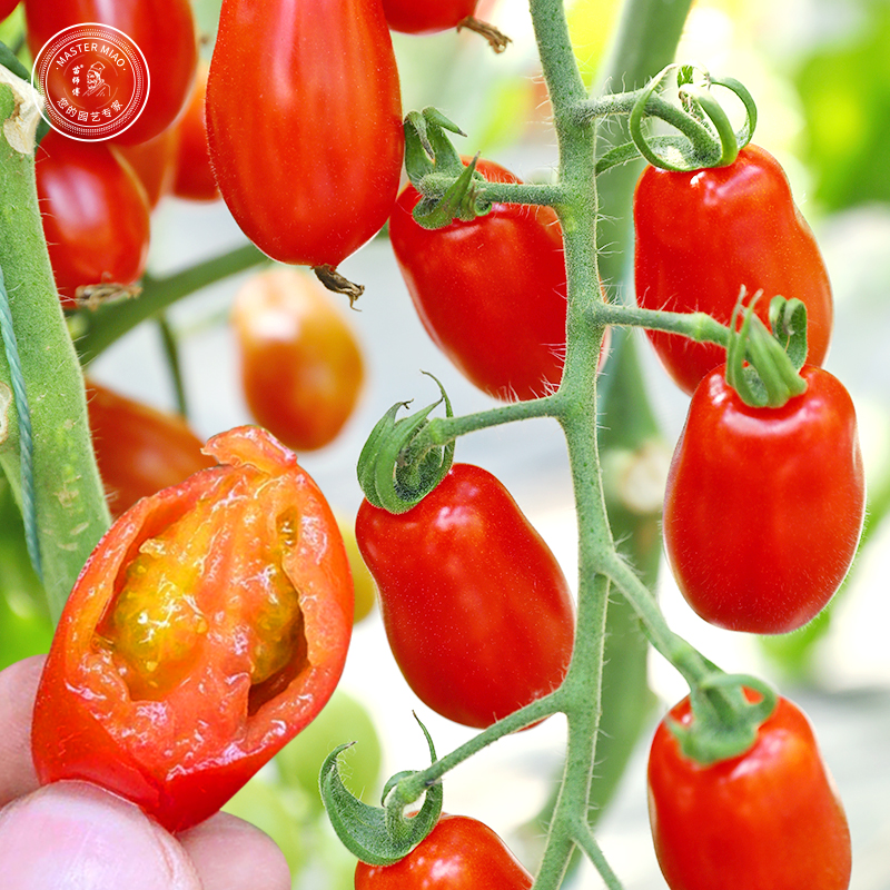 花生柿子丹东409樱桃番茄种子籽小西红柿盆栽四季圣女果苗蔬菜孑,鲜花速递/花卉仿真/绿植园艺,家庭园艺种子,淘宝优惠券,粉丝福利购,淘宝优惠卷