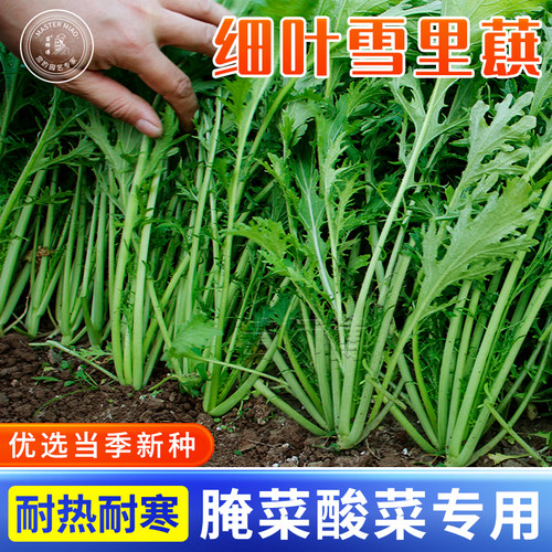 雪里蕻种子小叶雪里红金丝芥菜