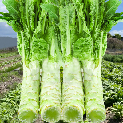 尖叶香脆四季耐热蔬菜苗莴笋种子