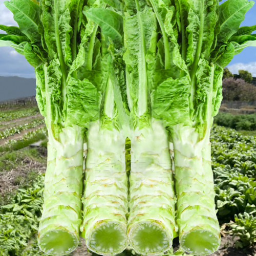四季莴笋种子青皮尖叶香绿莴苣种籽菜种秋季冬季耐热耐寒蔬菜苗孑 - 封面