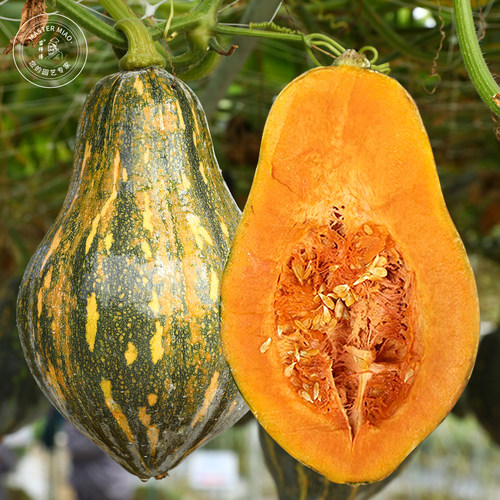 金香香芋南瓜种子种籽籽甜糯小南瓜粉甜香香芋味蔬菜苗孑秧苗带土 - 封面