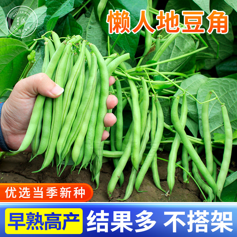 地豆角种子四季豆芸豆扁豆籽农家无架矮生盆栽豇豆春季四季蔬菜孑