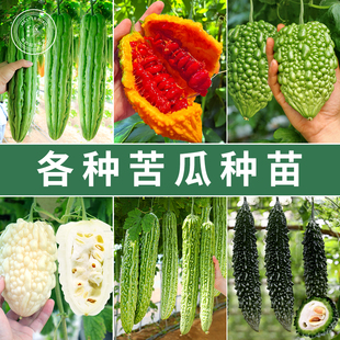 苦瓜种苗大全苹果苦瓜疙瘩绿小赖瓜大顶珍珠油身苦瓜蔬菜苗秧苗子