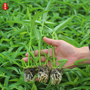 柳叶空心菜种子种籽水培大叶三叉青菜四季蔬菜苗孑菜苗带根秧苗