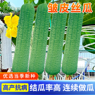 皱皮丝瓜种子种籽肉丝瓜棱丝瓜特长早熟高产春季四季蔬菜苗秧种孑