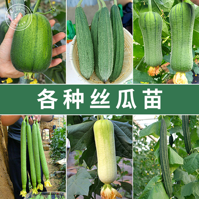 丝瓜苗大肉棱角高产苗秧长春季四季盆栽蔬菜种子孑菜种籽苗老品种