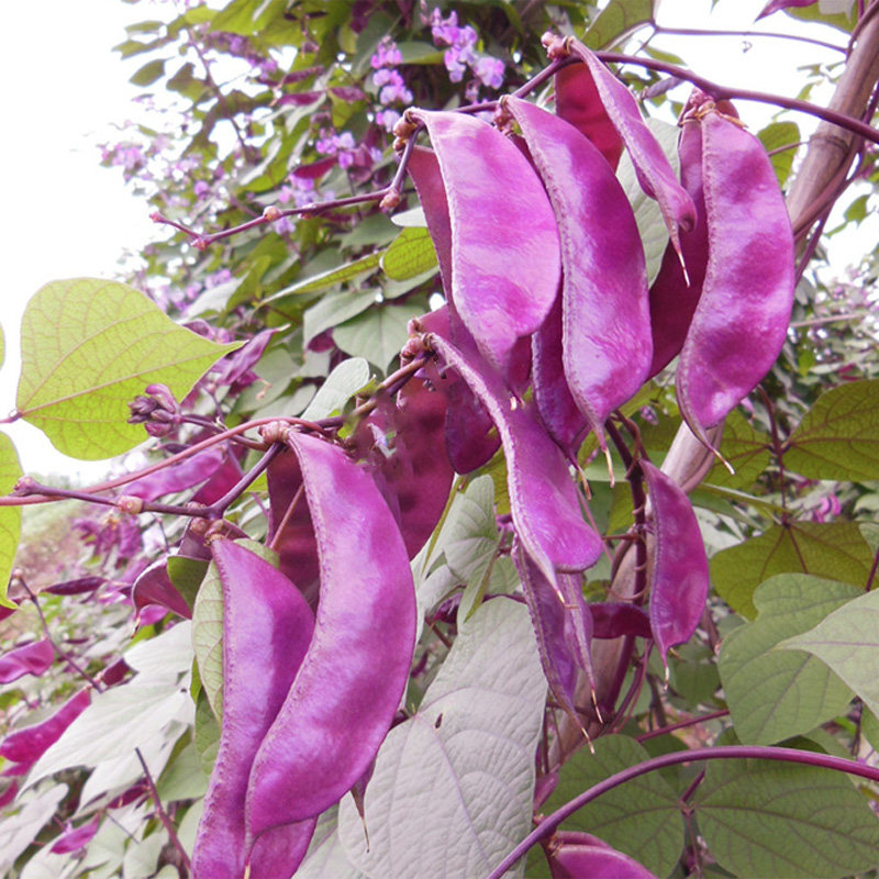 紫色扁豆种子种籽红眉豆种南方高产四季豆角梅豆角梅豆孑架豆菜豆,鲜花速递/花卉仿真/绿植园艺,家庭园艺种子,淘宝优惠券,粉丝福利购,淘宝优惠卷