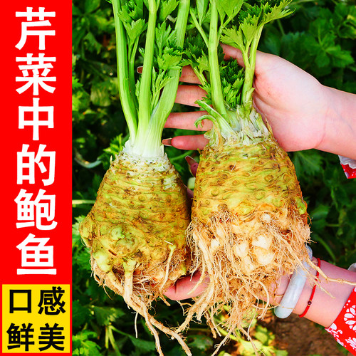 蔬菜食用种孑芹菜根四季