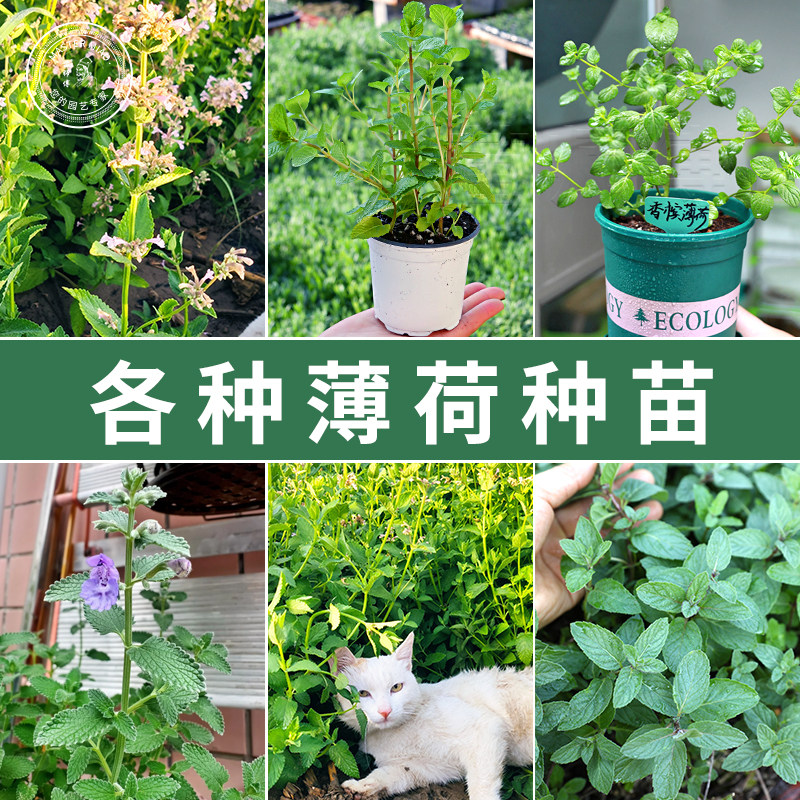 薄荷种子苗盆栽种籽子可食用叶阳台草留兰香胡椒柠檬苗孑籽种图片