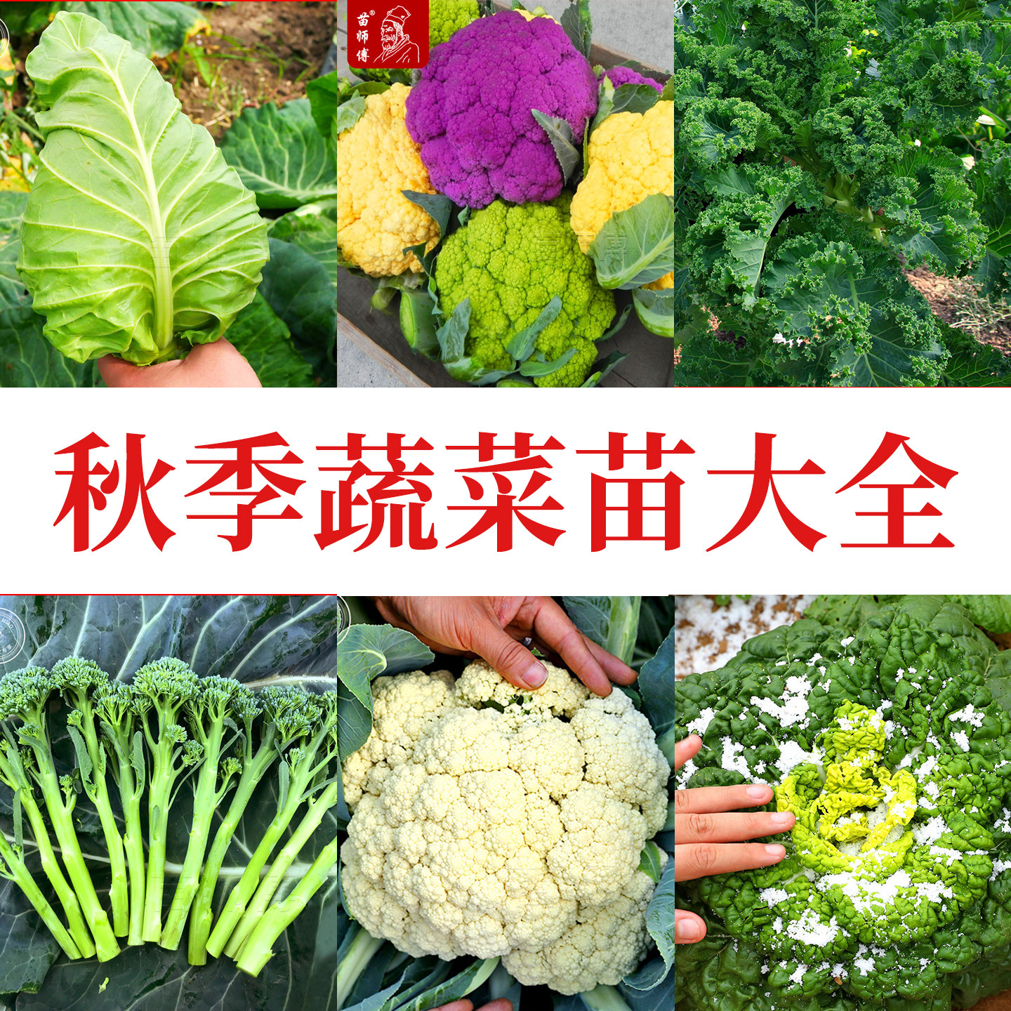 秋季蔬菜苗大全耐寒菜苗秋天种植种苗各种秧苗西兰花西兰苔甘蓝图片