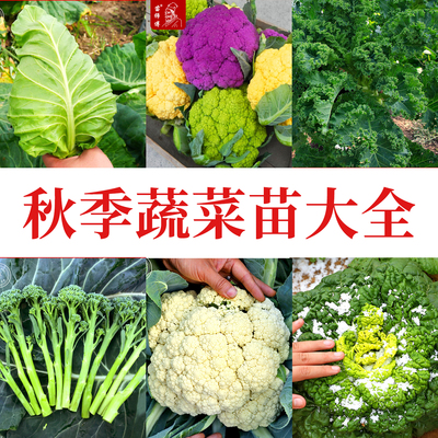 秋季蔬菜苗大全耐寒菜苗秋天种植种苗各种秧苗西兰花西兰苔甘蓝