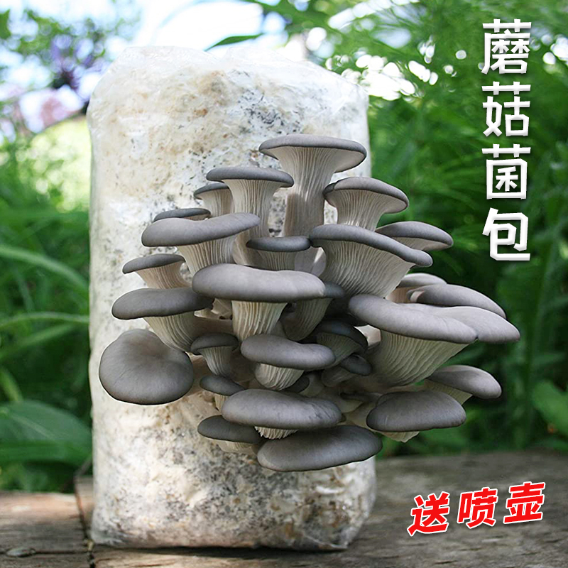 蘑菇菌包窗台趣味盆栽简单种植