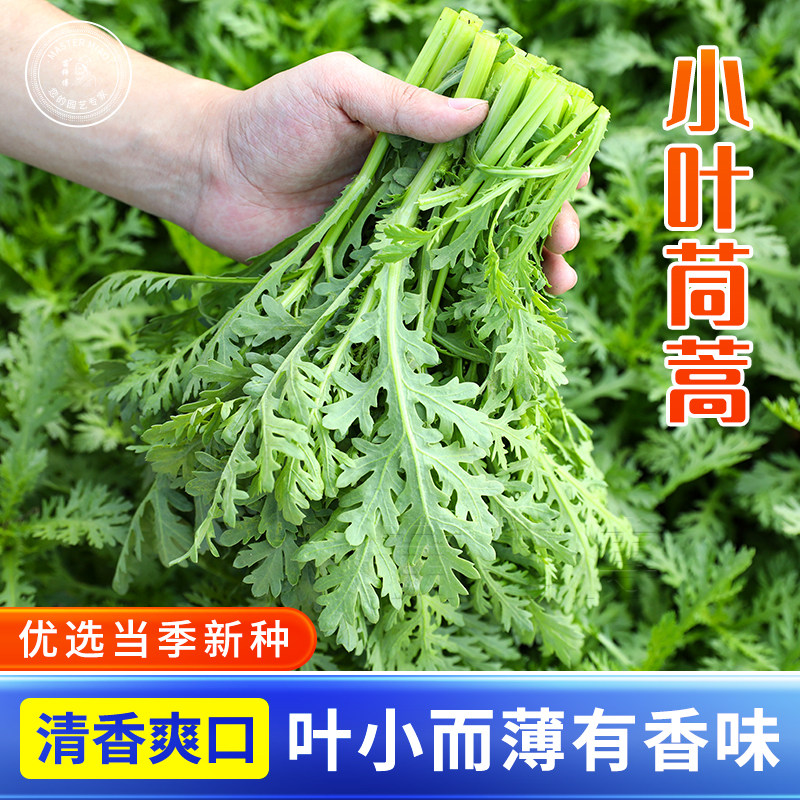 小叶茼蒿种子种籽芦蒿光杆茼蒿菜种皇帝菜秋冬季籽种青菜蔬菜孑籽