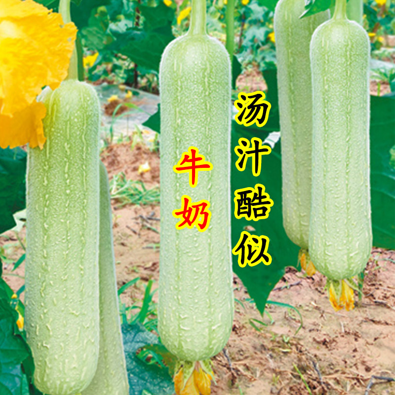 牛奶2号丝瓜种子丝瓜子种籽子早熟口感型阳台春季四季蔬菜孑