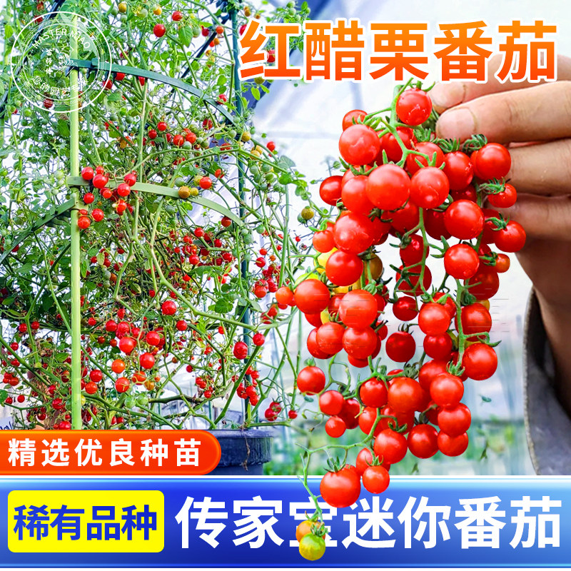 红醋栗种子甜豌豆樱桃迷你小番茄四季盆栽西红柿籽孑蔬菜苗秧苗