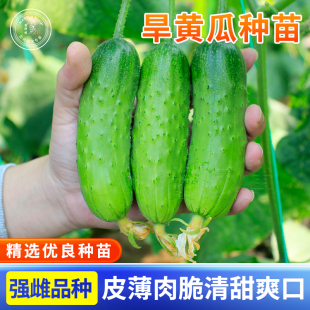 旱黄瓜水果黄瓜种子种籽苗秧春季 阳台盆栽蔬菜苗孑籽种秧苗 秋四季