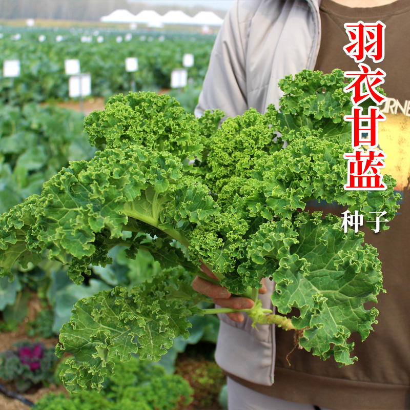 蔬菜食用粉色盆栽羽衣甘蓝种子