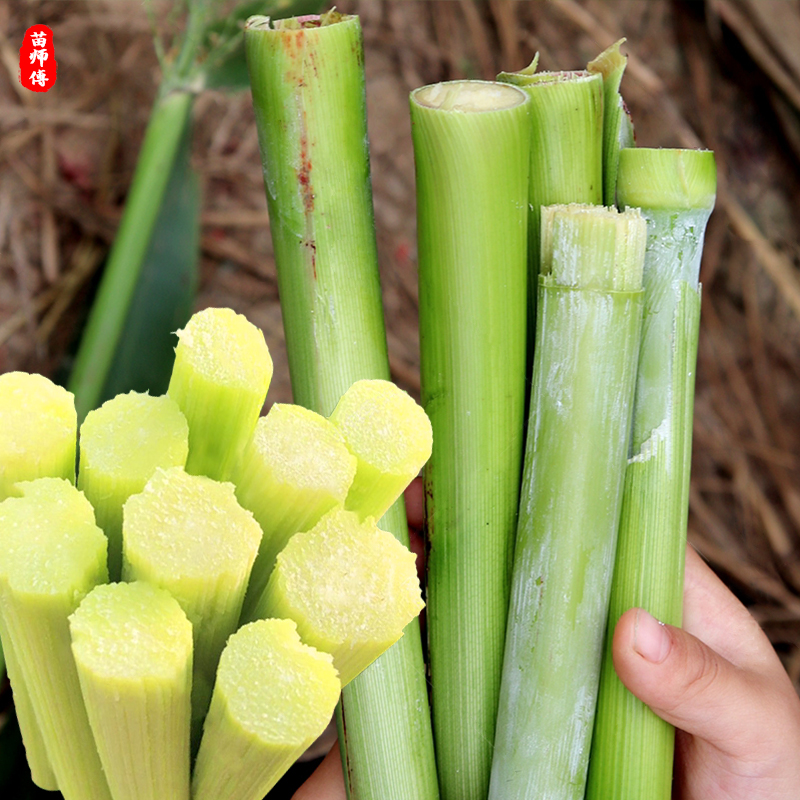 甜高粱杆种子春季四季北方甜杆秸子甜棒甘蔗种籽甜芦稷种籽苗种籽