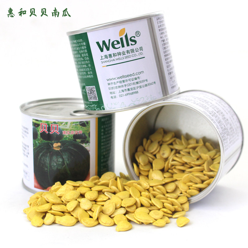 惠和一号贝贝杂交南瓜种子强粉板栗味迷你贝贝小南瓜种籽蔬菜种孑