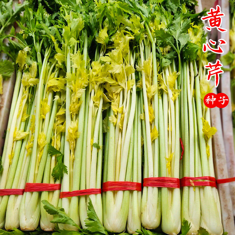 四季黄空心心芹种子黄心芹菜种籽小香芹西芹菜籽春季秋季蔬菜种孑