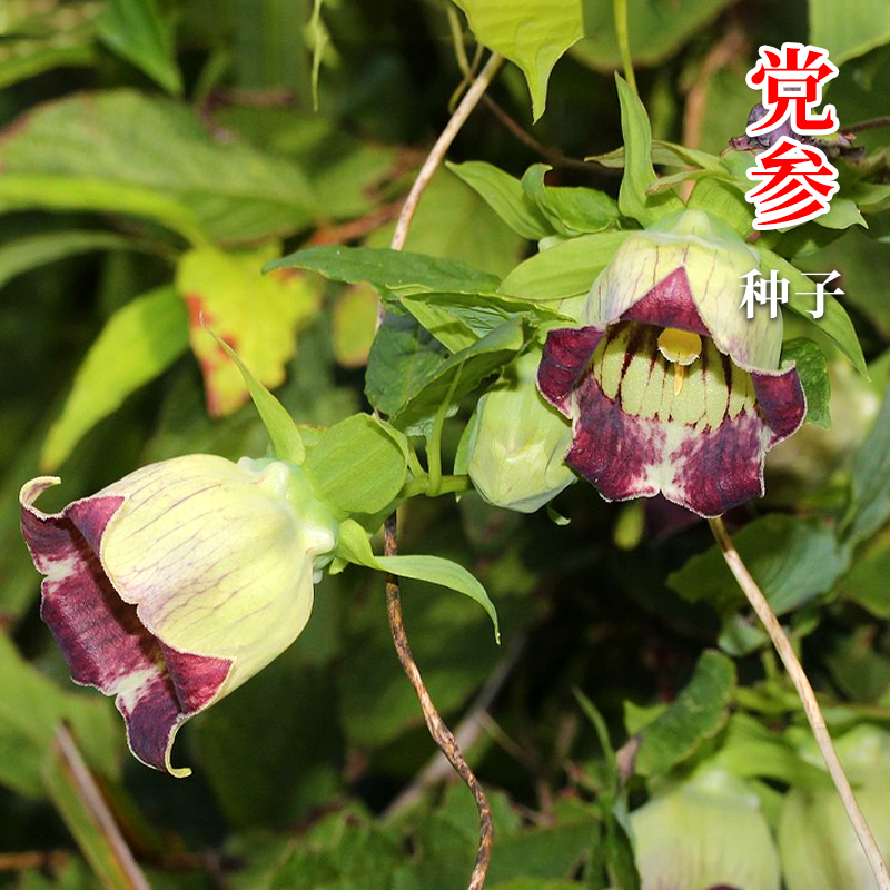 党参种子食用党椮种籽黄参孑中药材四季播阳台盆栽野菜籽种