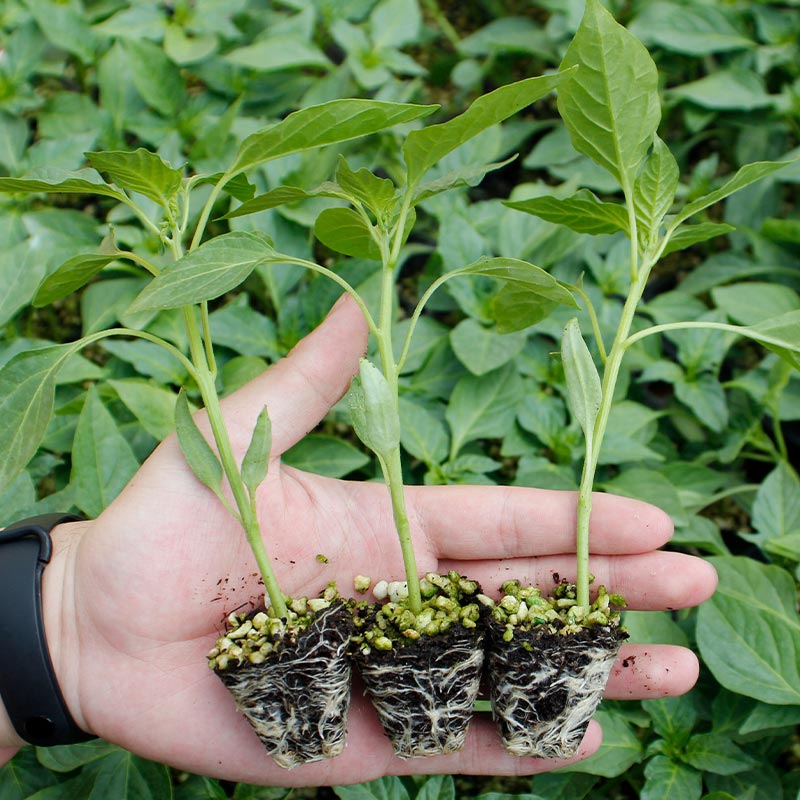 蔬菜辣椒西瓜阳台冬季盆栽番茄苗