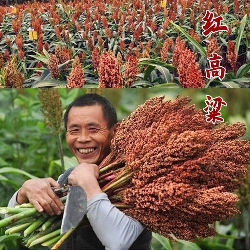 高粱种子抗旱矮杆高产