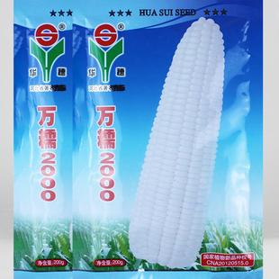 万糯2000糯玉米种子白甜糯玉米188高产杂交优质特大甜玉米种籽孑