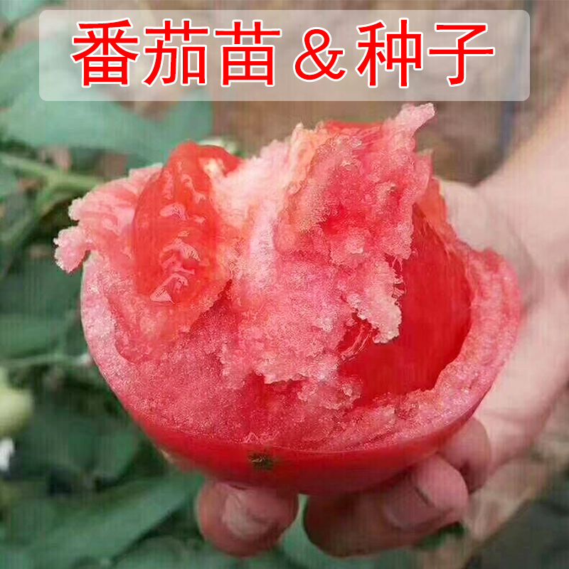´óСÎ÷ºìÊÁÃç±´±´Ç§ìûʥŮ¹ûÖÖ×Ó°«ÉúÓ£ÌÒ·¬ÇÑÃçÑǫ̂ÅèÔÔÊß²ËÖÖÃç