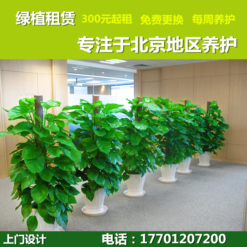 绿植租赁 北京植物 上门养护修剪造型公司企业大型花卉发财树绿萝