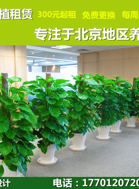 绿植租赁北京植物上门养护