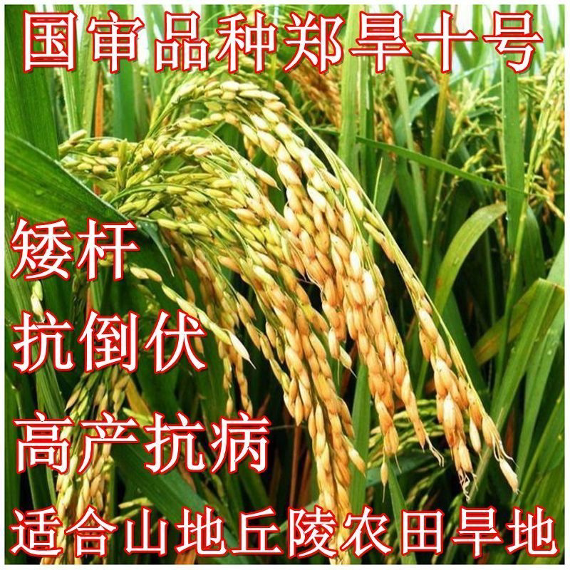 旱稻郑旱十号18114266652图片