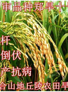 旱稻郑旱十号18114266652